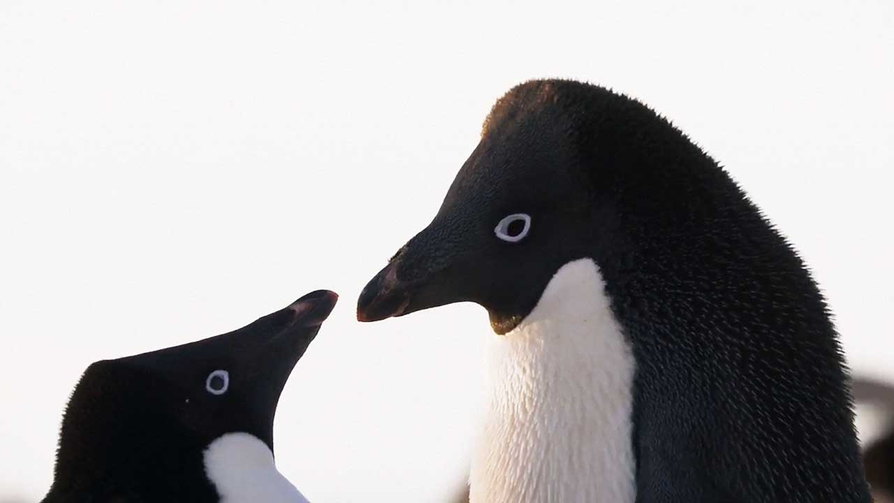 teaser image - Penguins Trailer