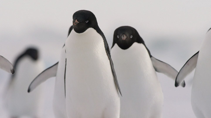 teaser image - Penguins IMAX® Trailer