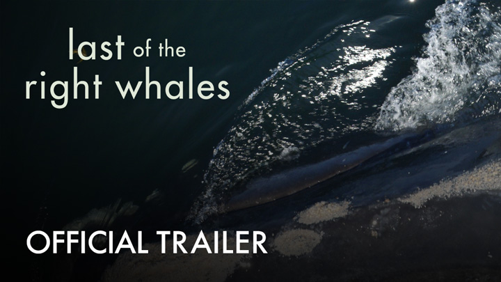 teaser image - Last Of The Right Whales Official Trailer
